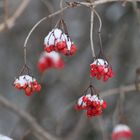 Beeren im Winter