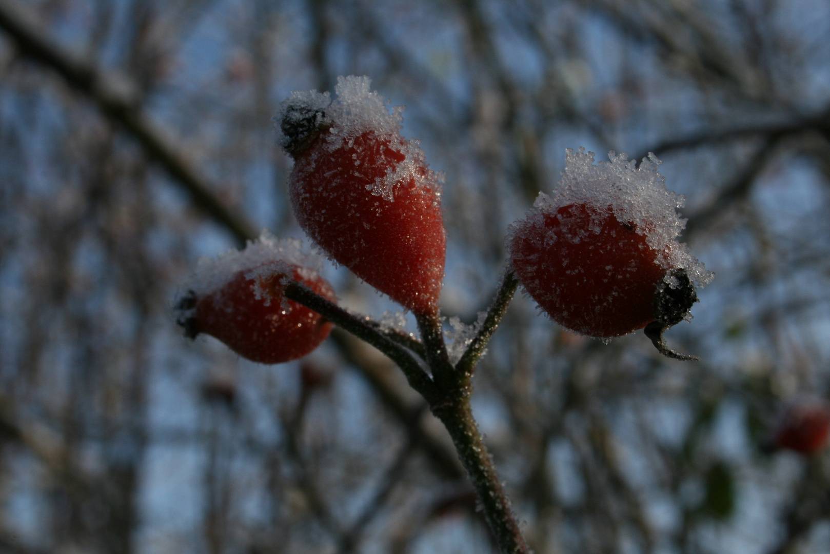 Beeren im Winter 2010/2011