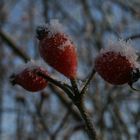 Beeren im Winter 2010/2011