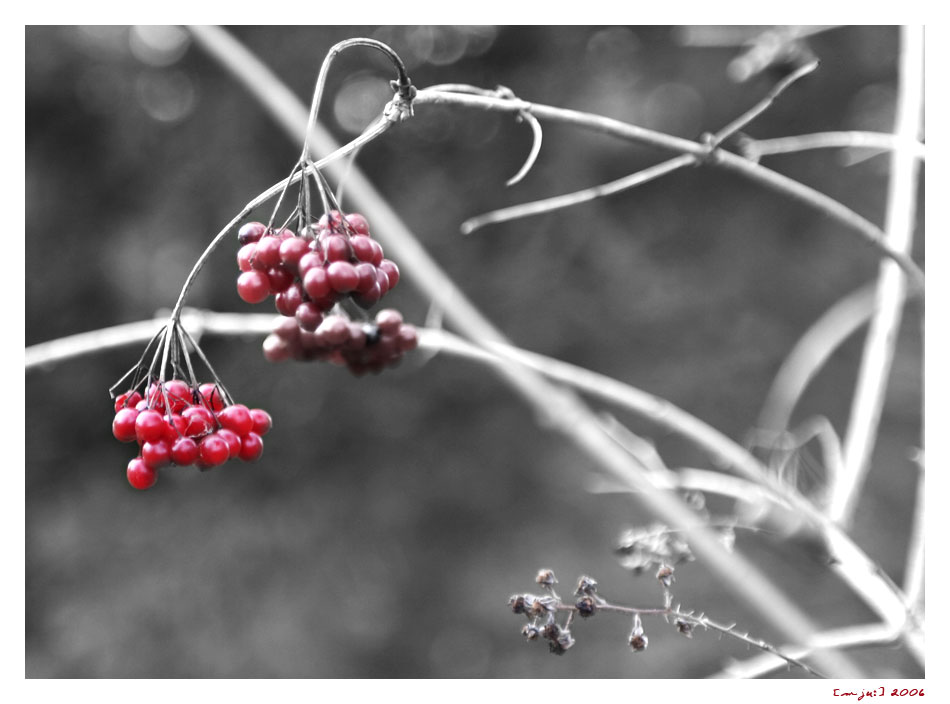 Beeren im 'Winter'