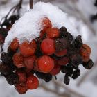 Beeren im Winter