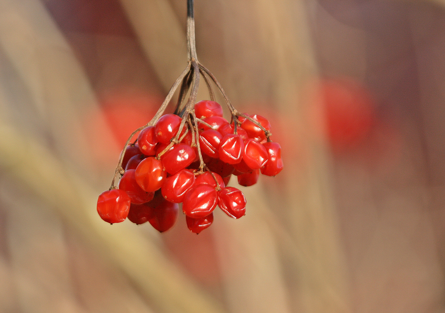 Beeren im Winter !!