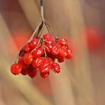 Beeren im Winter !!