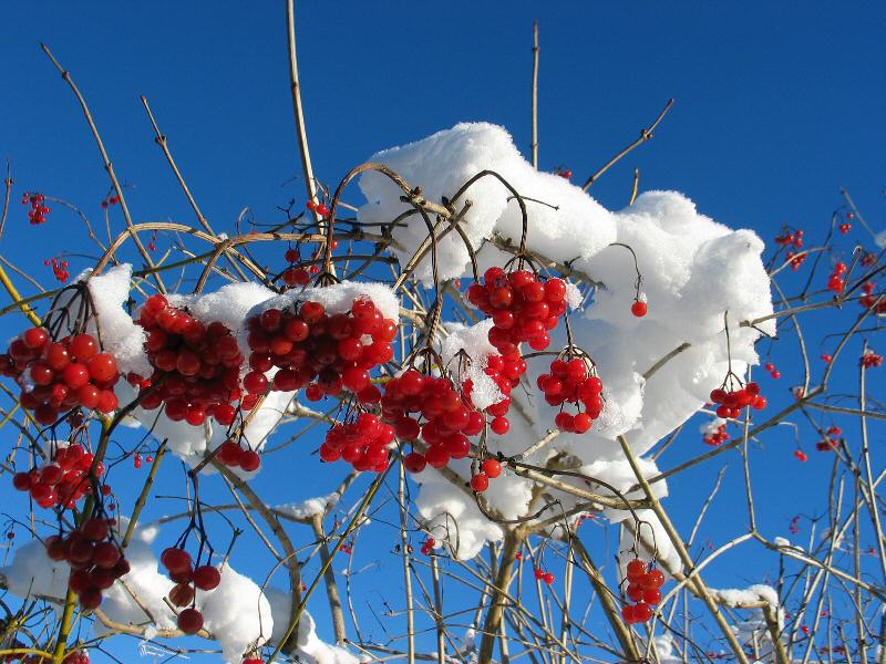 Beeren im Winter ?