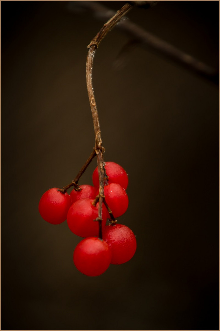 Beeren im Winter