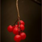 Beeren im Winter