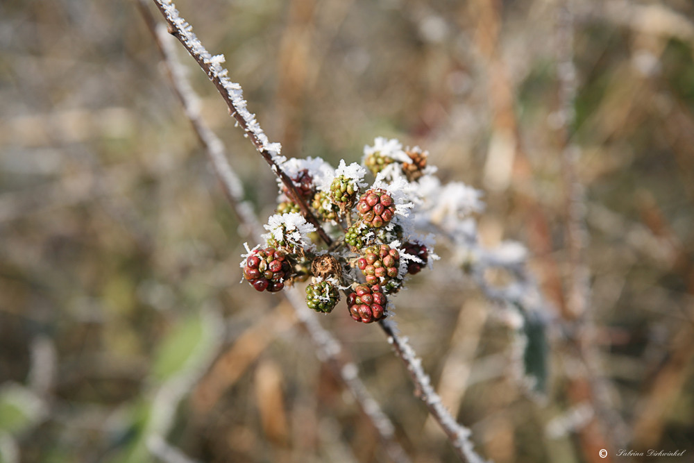 Beeren im Winterschlaf