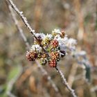 Beeren im Winterschlaf