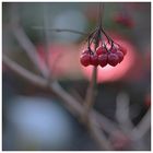 Beeren im Winterschlaf