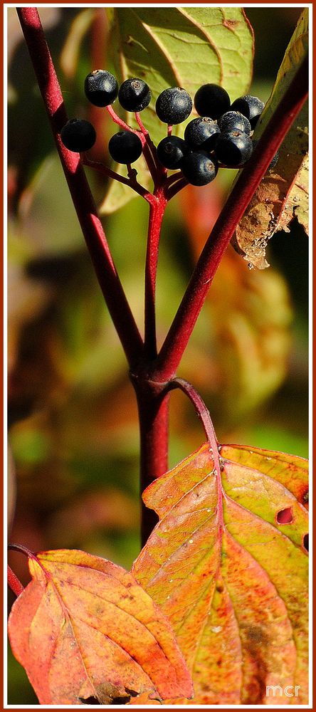 Beeren im Y (psilon)