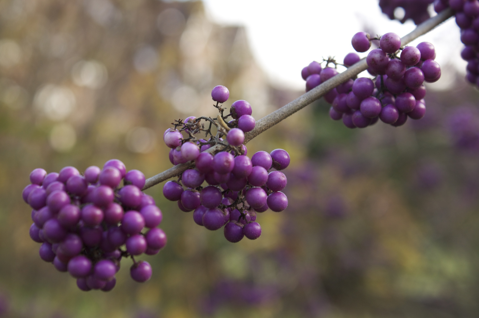 Beeren in der November Sonne