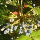 Beeren in der Sonne