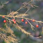 Beeren in der Wintersonne