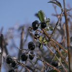 Beeren in Eis oder ...