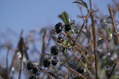 Beeren in Eis oder ...