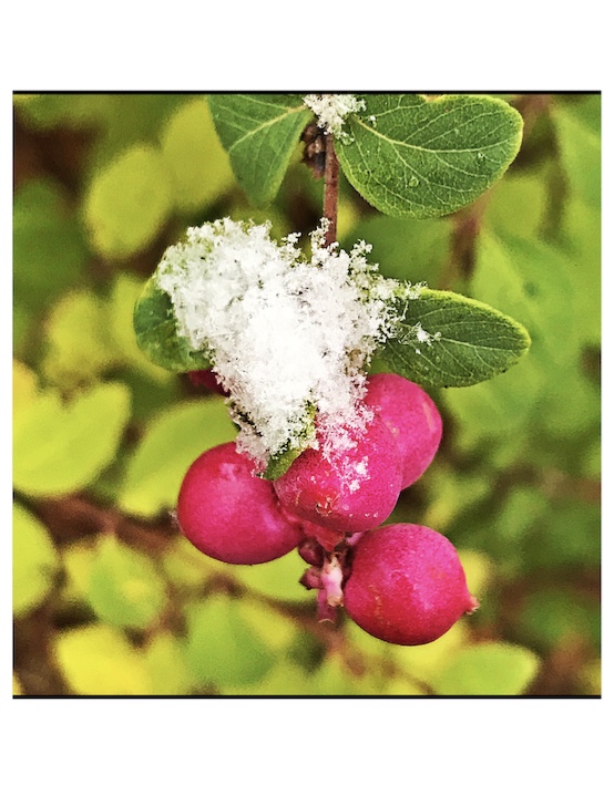 Beeren in Pink unter Schnee
