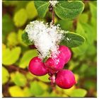 Beeren in Pink unter Schnee