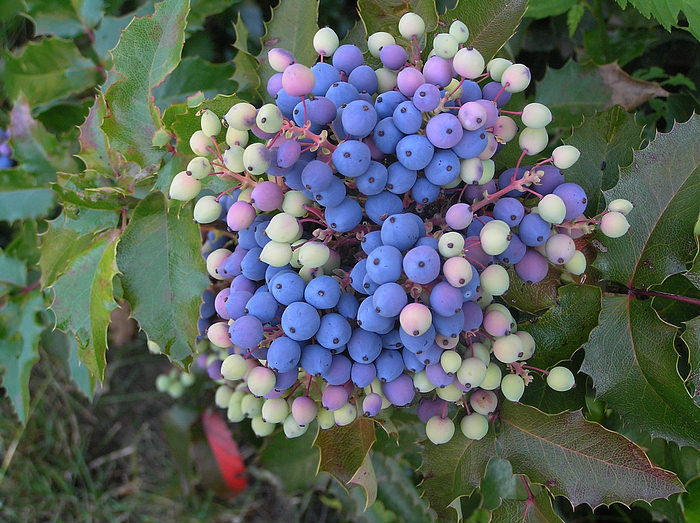 Beeren in schönen Farbnuancen