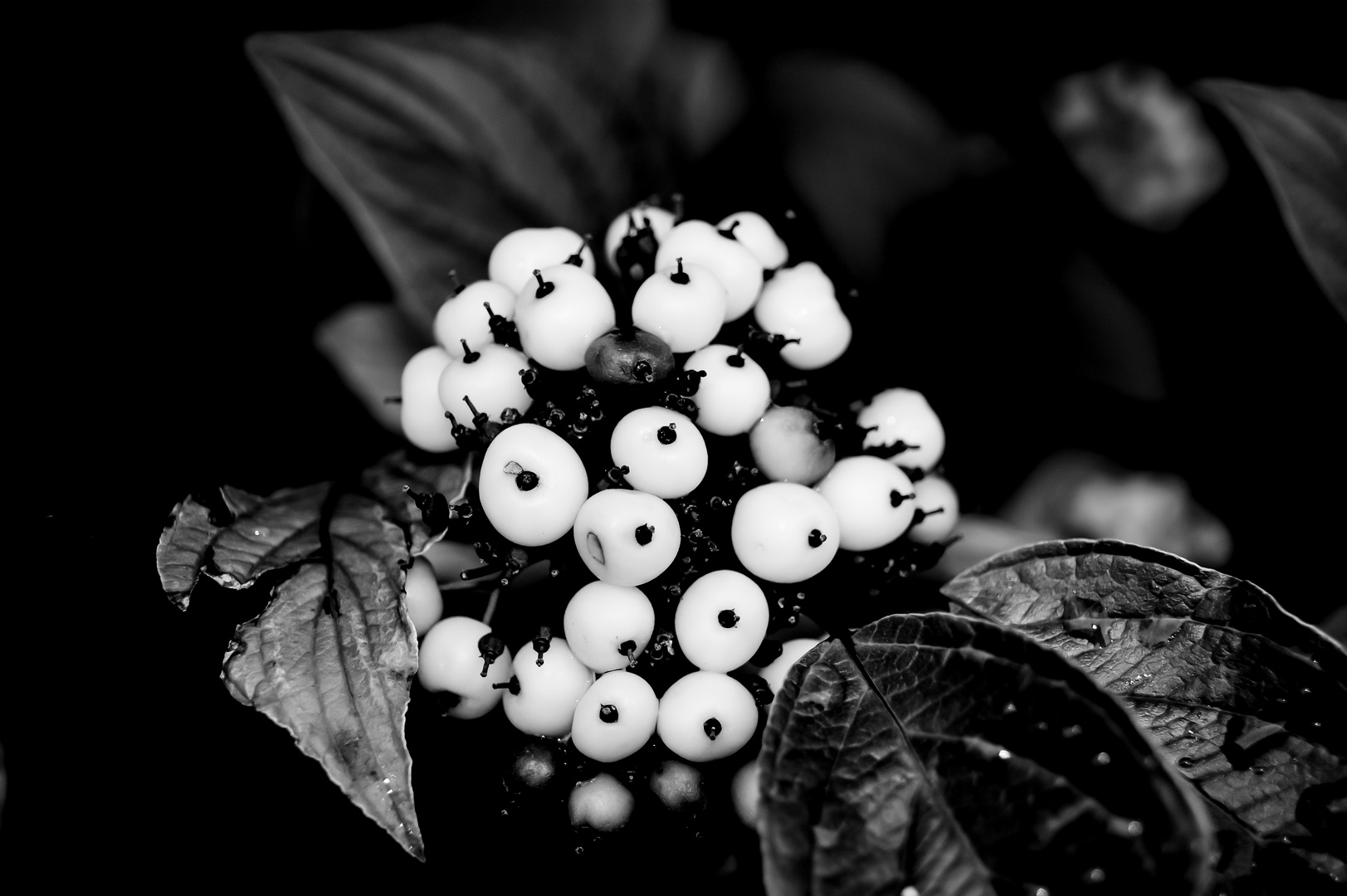 Beeren in schwarz/weiß