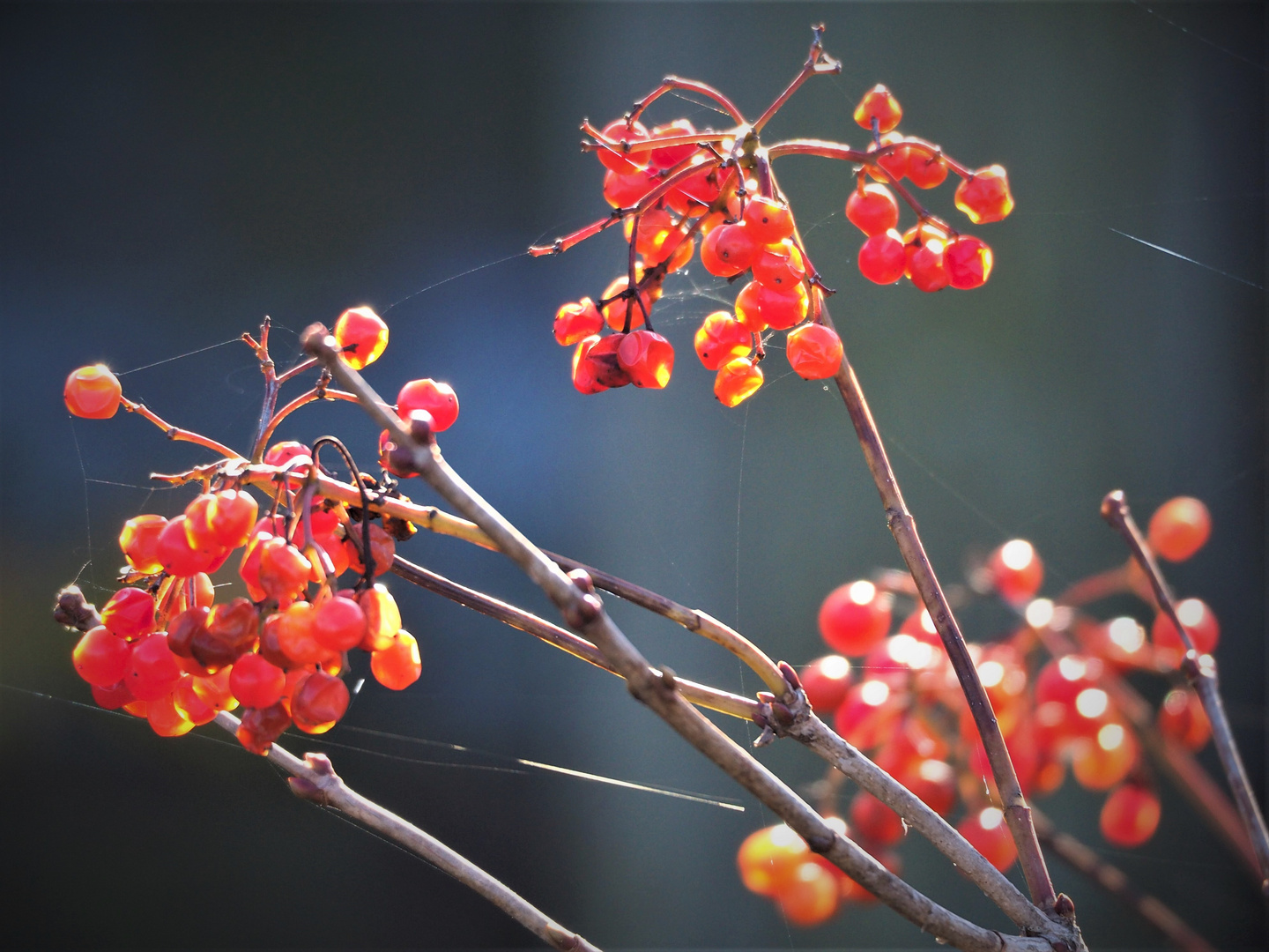 Beeren in strahlendem Herbstlicht