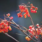 Beeren in strahlendem Herbstlicht