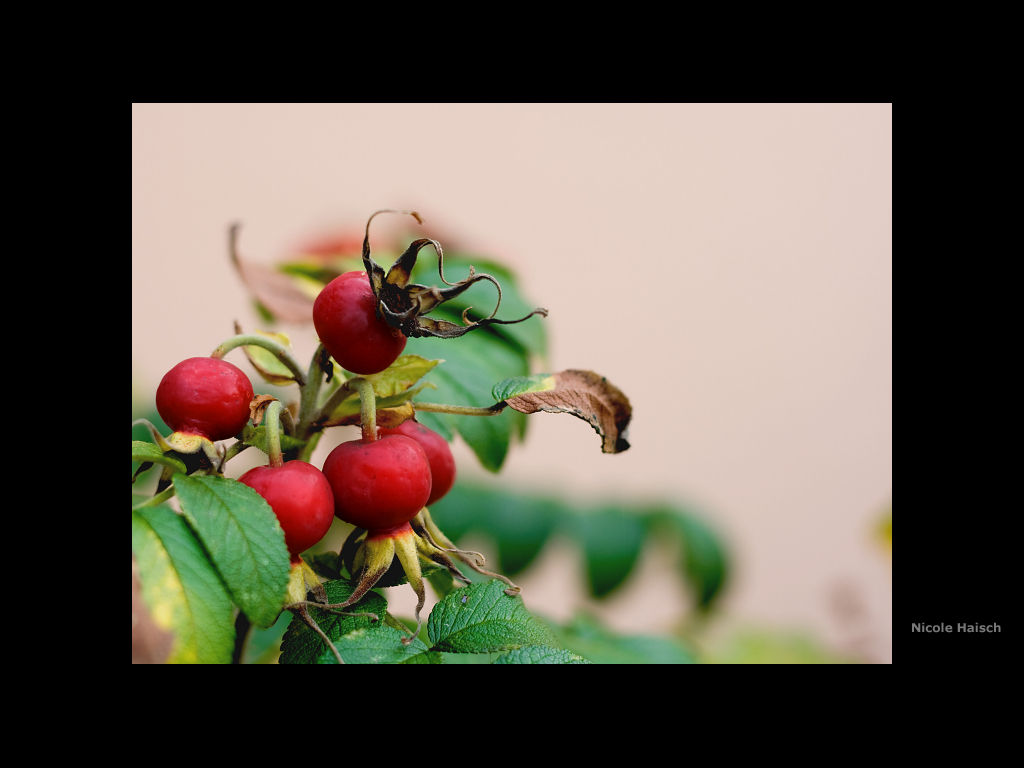 Beeren.... in und um Ravensburg