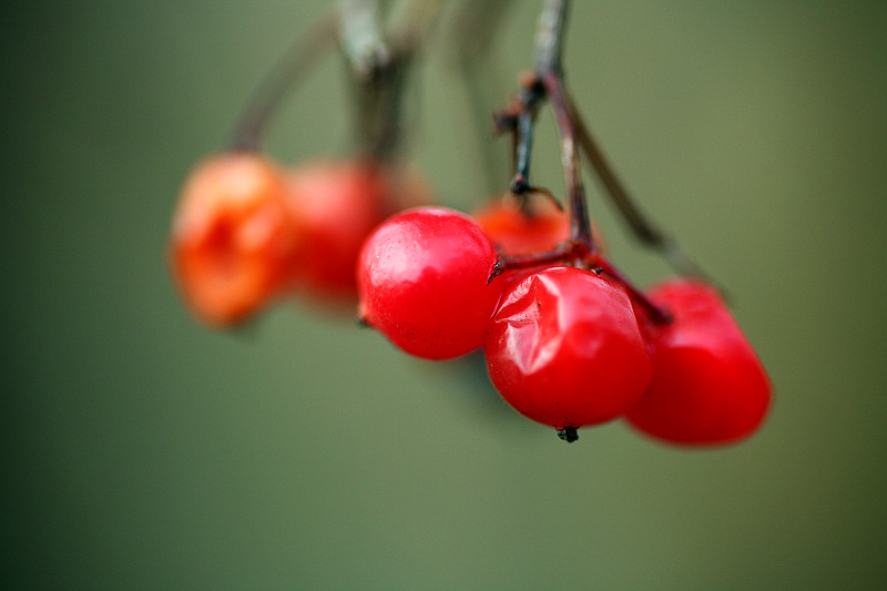 Beeren Makro