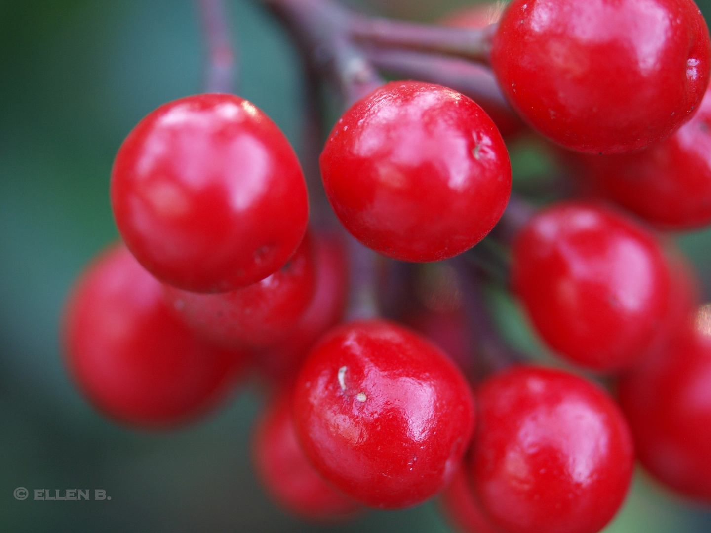 Beeren - Makro