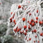 Beeren mit Eiskristallen