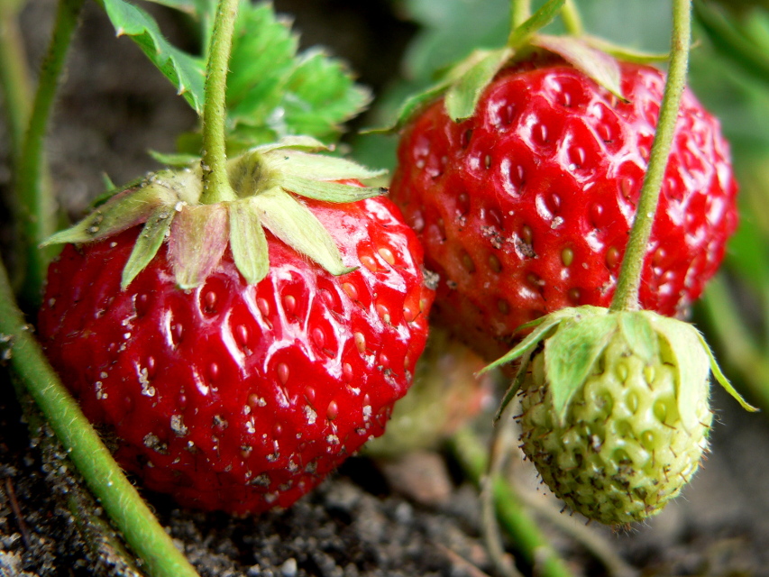 Beeren mit Erde