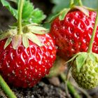 Beeren mit Erde