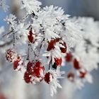 Beeren mit frischekick