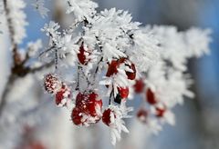 Beeren mit frischekick