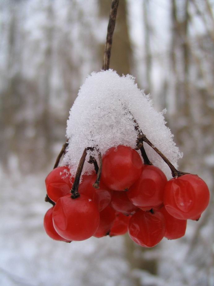 Beeren mit Häubchen