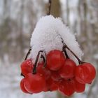 Beeren mit Häubchen