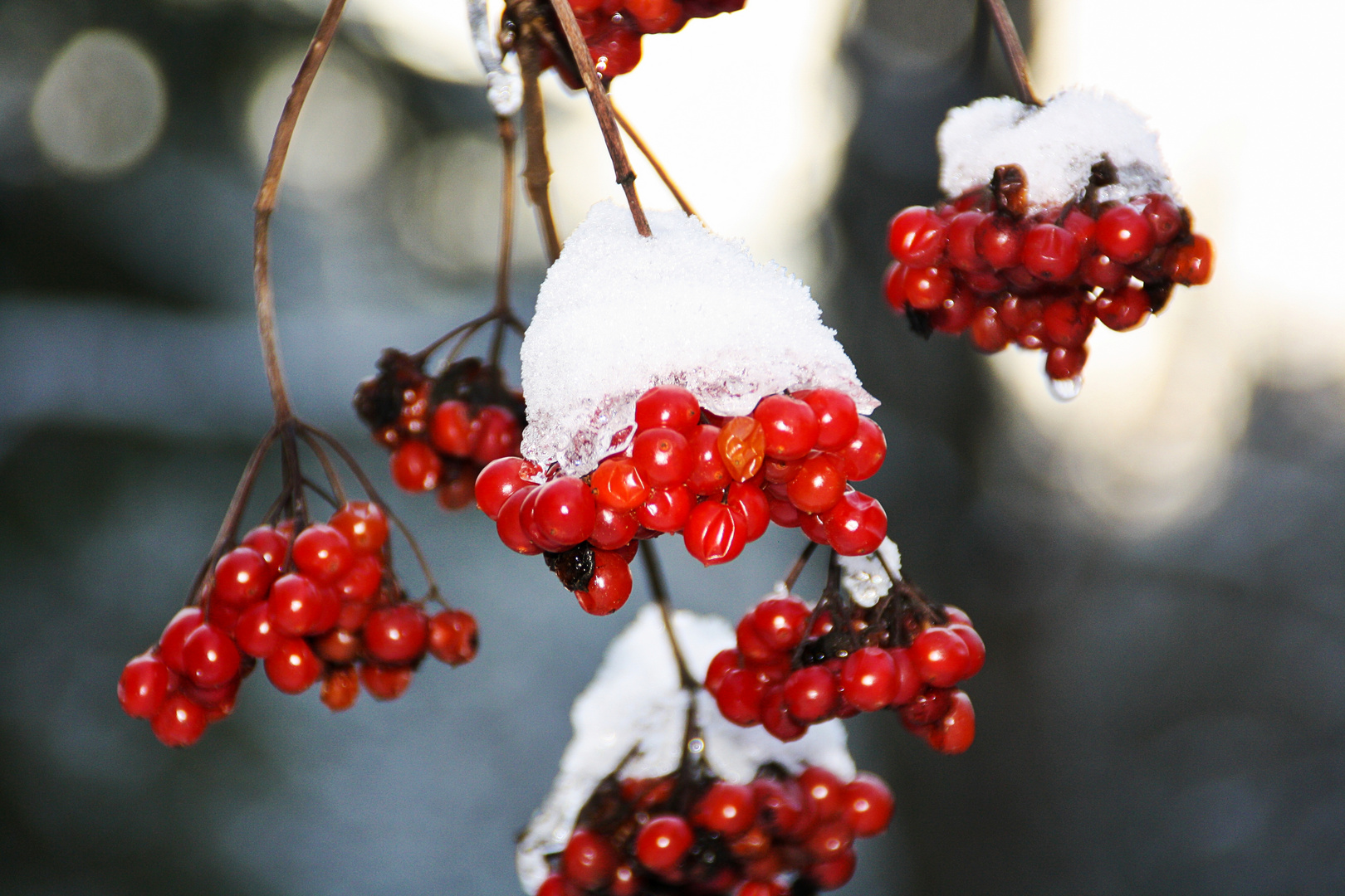 Beeren mit Haube