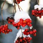 Beeren mit Haube