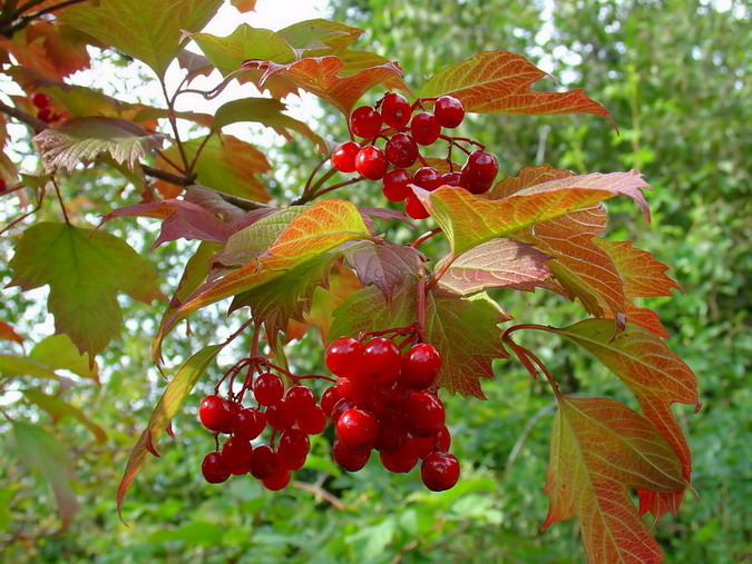 Beeren mit Herbstlaub