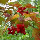 Beeren mit Herbstlaub