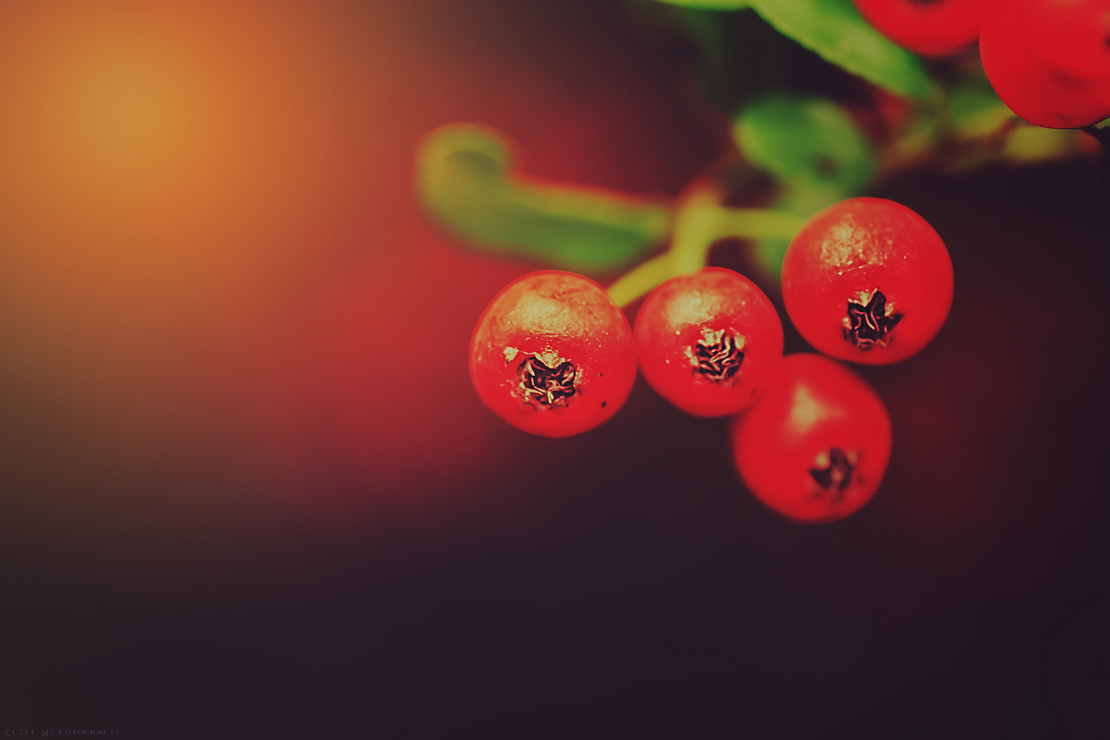 Beeren mit orangen Schein