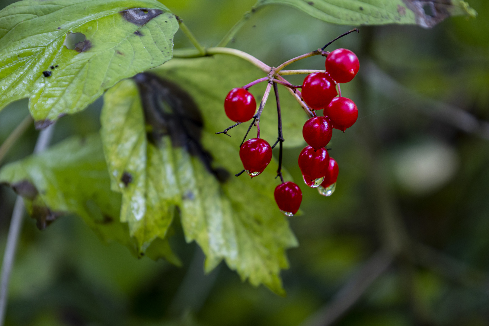 Beeren mit Regentropfen