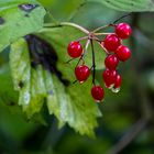 Beeren mit Regentropfen