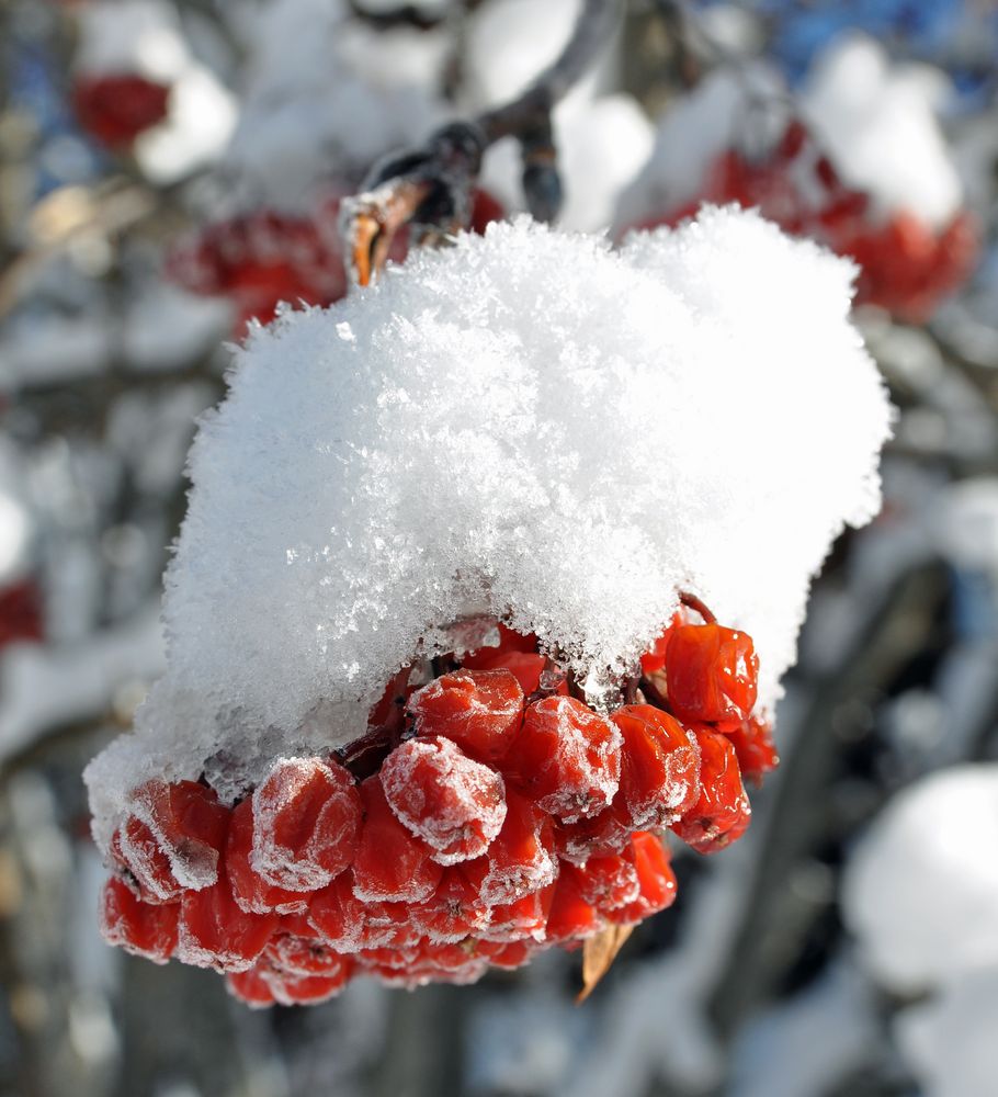 Beeren mit Sahne