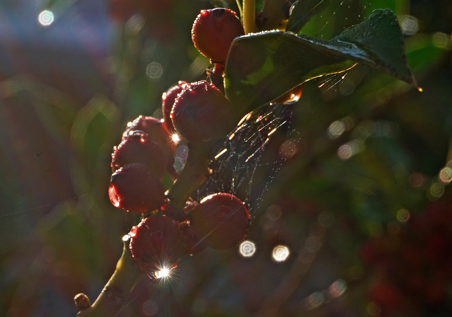 Beeren mit Sternchen