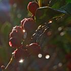 Beeren mit Sternchen