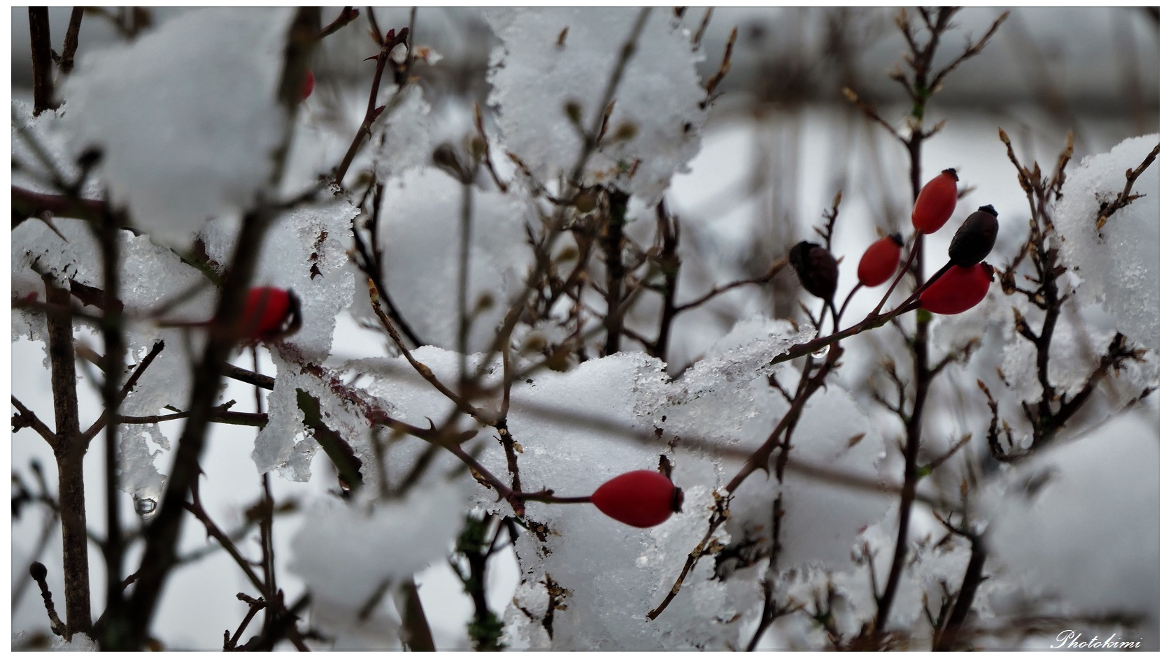 Beeren nach einer verschneiten Nacht (II)