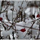 Beeren nach einer verschneiten Nacht (II)