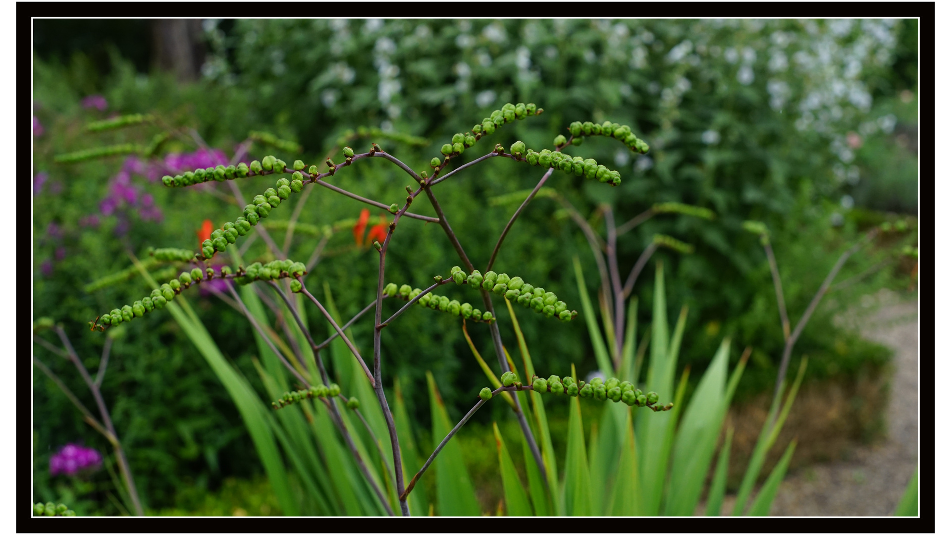 beeren oder blüte