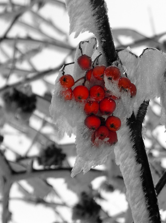 Beeren on the rocks