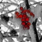 Beeren on the rocks